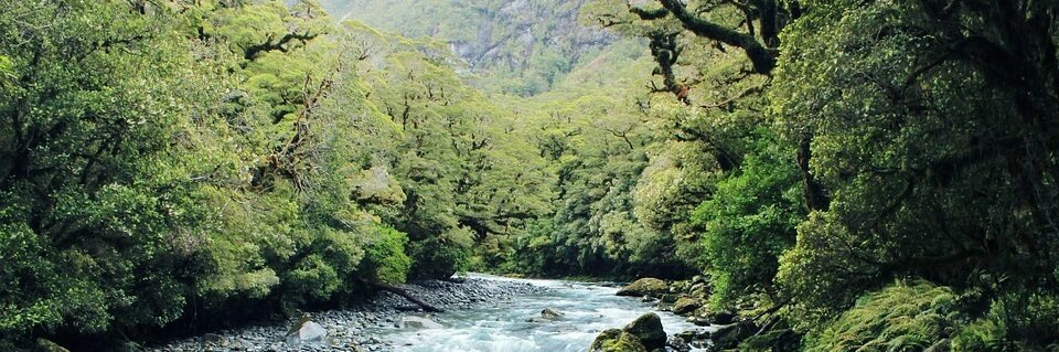 trees river