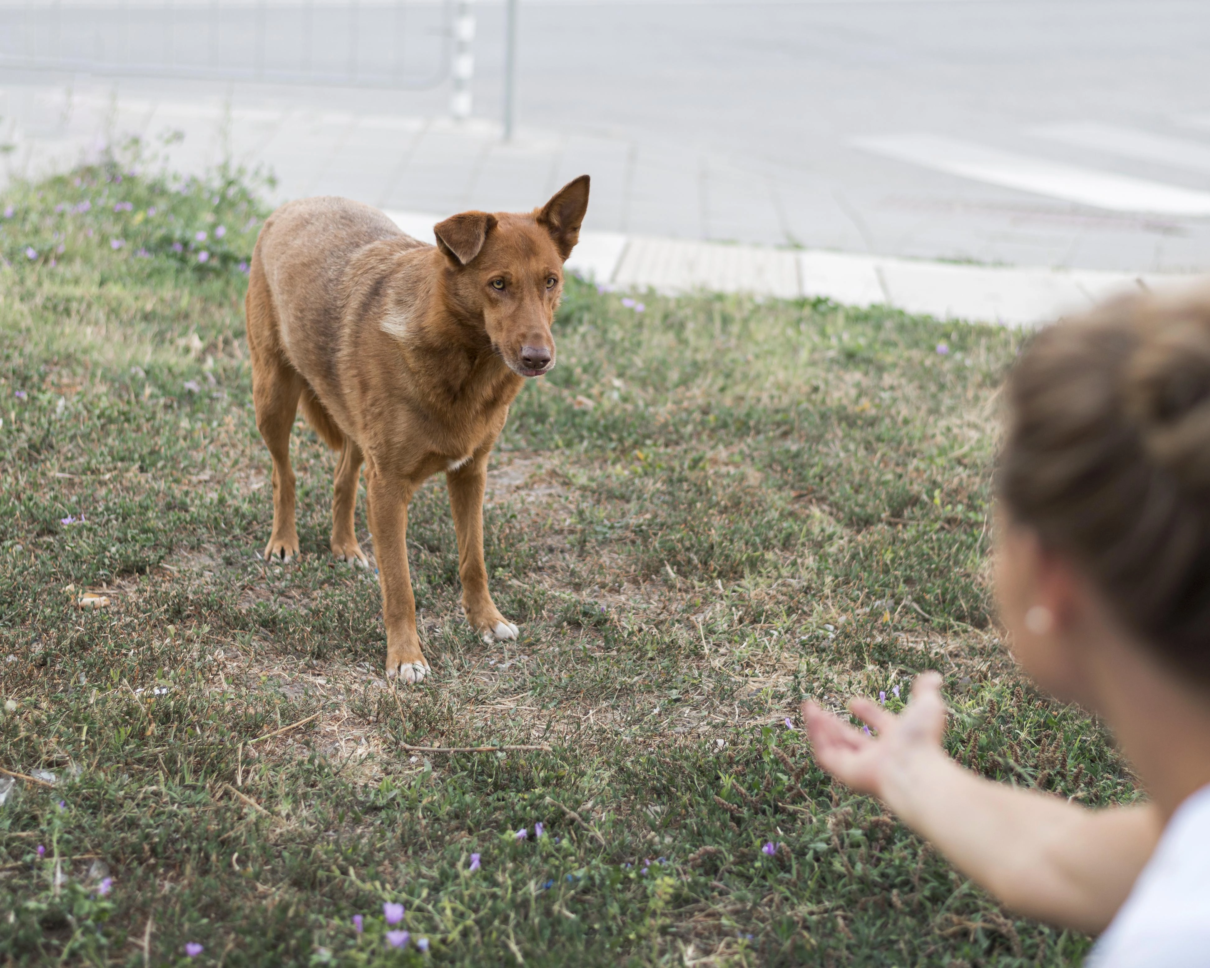 woman call rescue dog adoption shelter